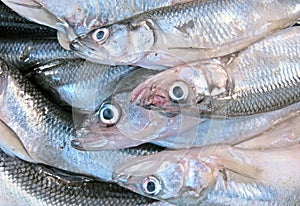 European smelt