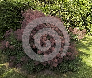 European smoketree cotinus coggygria photo