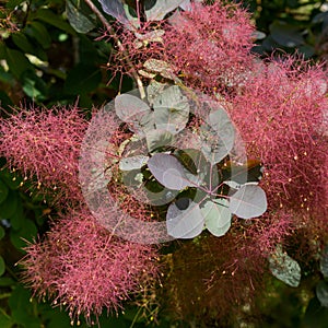 European Smoketree flowering in East Grinstead photo