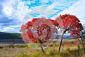 European Smoketree & x28;Cotinus coggygria& x29;, in Late Autumn photo