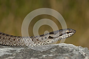 European smooth snake (Coronella austriaca)