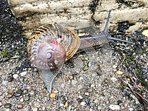 European snail Cornu aspersum