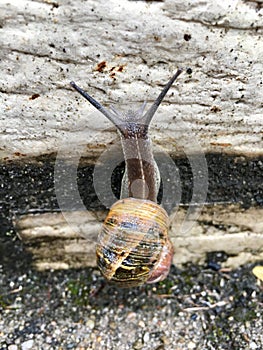 European snail Cornu aspersum