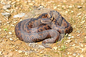 European snake vipera berus