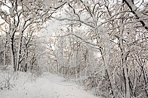 European snowy forest, seasonal natural white scenery