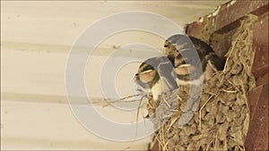 European songbird Barn swallow, Hirundo rustica feeding chicks