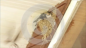 European songbird Barn swallow, Hirundo rustica feeding chicks in nest