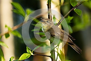 European songbird Willow warbler, Phylloscopus trochilus perched