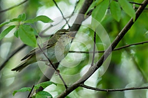 European songbird Willow warbler, Phylloscopus trochilus perched on branch and singing