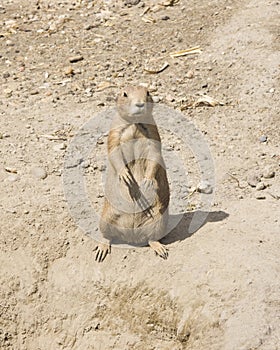 European Souslik or Ground Squirrel, Spermophilus citellus, standing on dry ground, close-up portrait, selective focus
