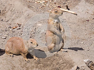 European Sousliks or Ground Squirrels, Spermophilus citellus, on dry ground, close-up portrait, selective focus