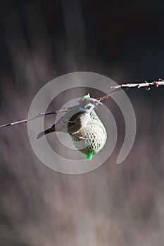 European sparrow