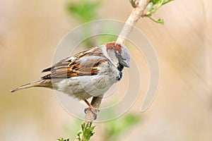 European sparrow Passer domesticus