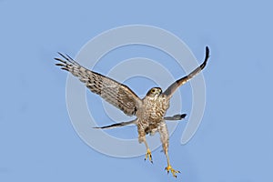 European Sparrowhawk, accipiter nisus, Adult in Flight