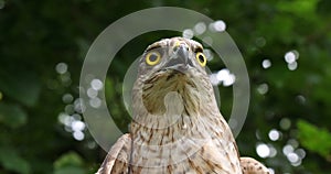 European Sparrowhawk, accipiter nisus, Portrait of Adult, Normandy,