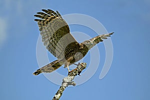 European Sparrowhawk, accipiter nisus, Taking off from Branch, Normandy