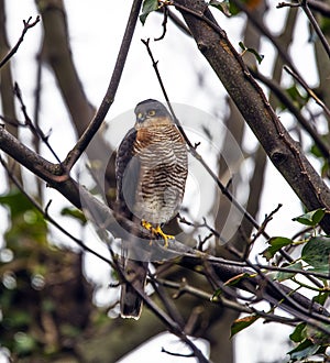 A European Sparrowhawk raptor in a Sycamore Tree