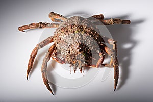 European spider crab, crustacean, seafood, orange, red, isolated