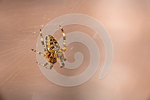 European spider on web