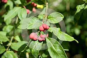 European spindle, common spindle, Euonymus europaeus