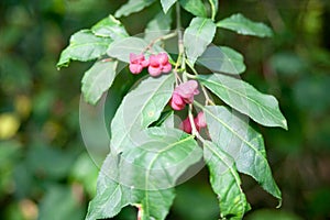 European spindle, common spindle, Euonymus europaeus