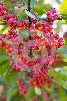 European spindle or Common spindle Euonymus europaeus outdoors flowering red and pink with open petals the seeds are visible on