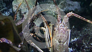 European spiny lobster palinurus elephas pair alive underwater water