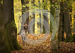 The European or spotted fallow deer