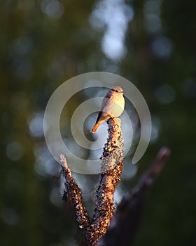 European spotted flycatcher (Muscicapa striate) in warm evening sunlight