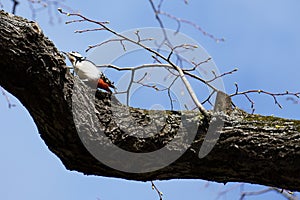 European spotted woodpecker (Dendrocoptes medius major) sitting on a tree