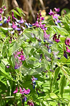 European spring pea plant Lathyrus vernus
