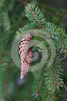 European spruce aka Norway spruce cones hanging from branch