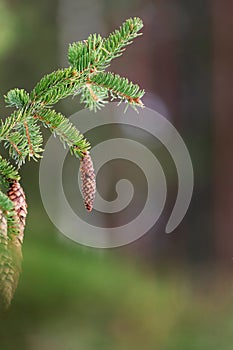 European spruce aka Norway spruce cones hanging from branch