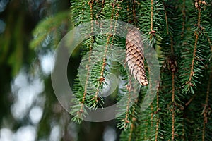European spruce aka Norway spruce cones hanging from branch