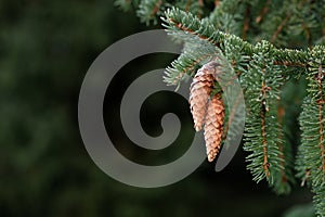 European spruce aka Norway spruce cones hanging from branch