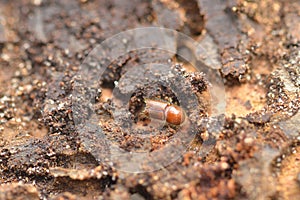 European spruce bark beetle