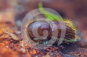 The European spruce bark beetle - Ips typographus