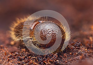 The European spruce bark beetle - Ips typographus