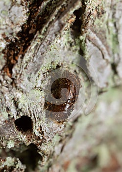 European spruce bark beetle, Ips typographus on fir bark