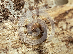 European spruce bark beetle, Ips typographus on fir wood