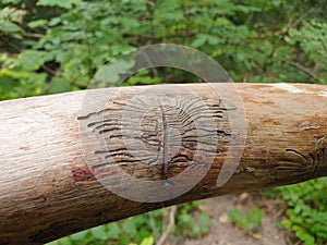 European spruce bark beetle pupa marks on wood