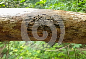 European spruce bark beetle pupa marks on wood
