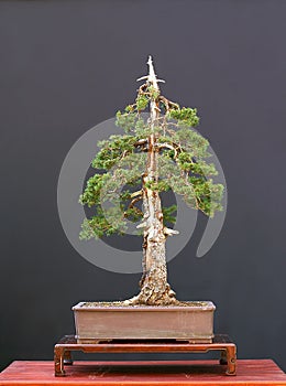 European spruce bonsai