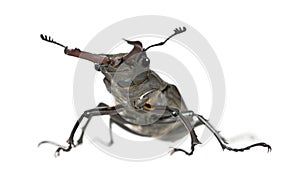 European Stag beetle against white background