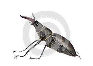 European Stag beetle against white background