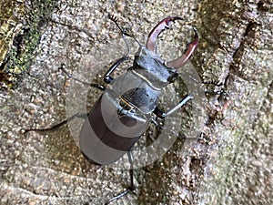 European stag beetle / Lucanus cervus / der HirschkÃÂ¤fer, Cerf-volant, Cervo volante or ObiÃÂni jelenak in Jankovac forest park photo