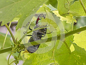 The European stag beetle Lucanus cervus perched on a vine