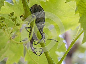 The European stag beetle Lucanus cervus perched on a vine