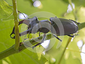 The European stag beetle Lucanus cervus perched on a vine