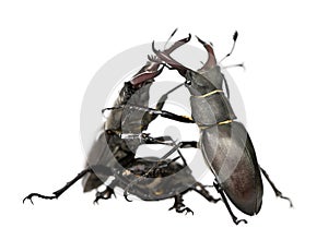 European Stag beetles against white background